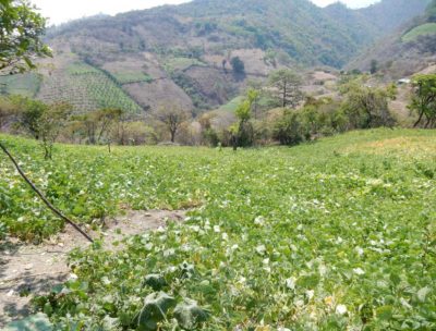 United by Friendship helps develop land through its projects.